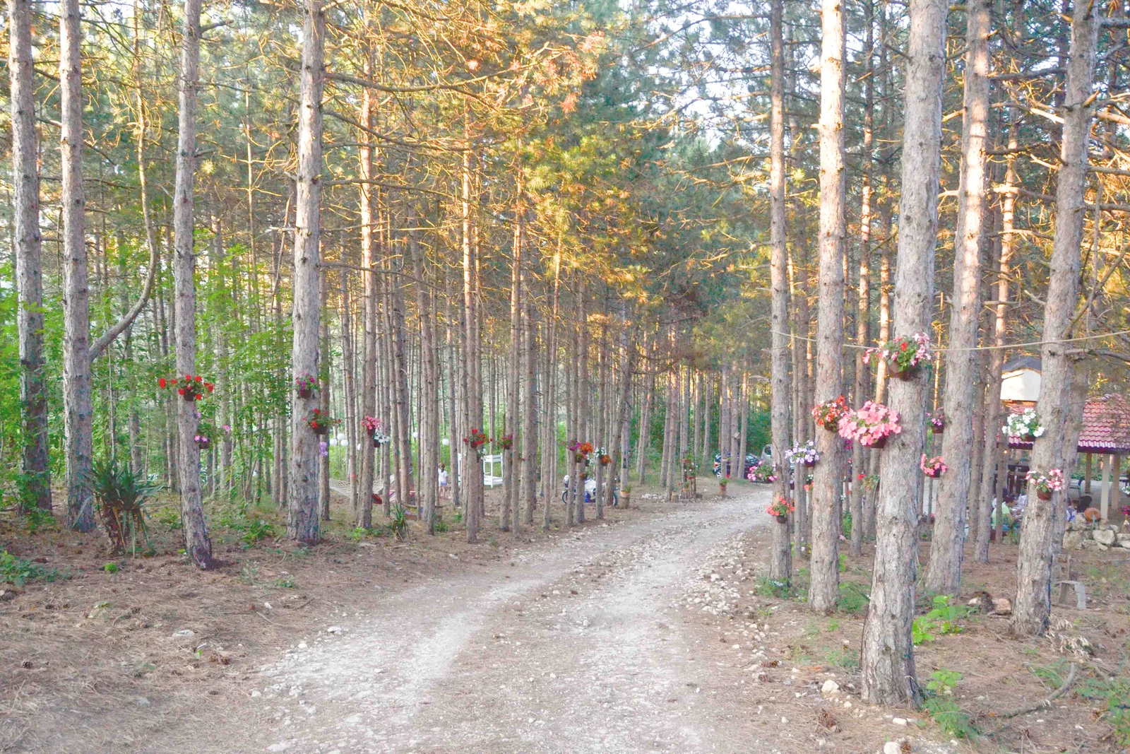 Пътека през боровата гора до Forest Food House